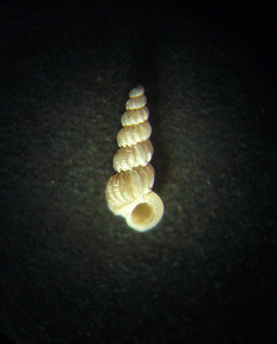 Opalia abbotti